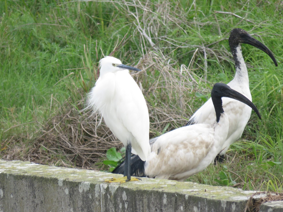 Little Egret (Western) - ML636813340