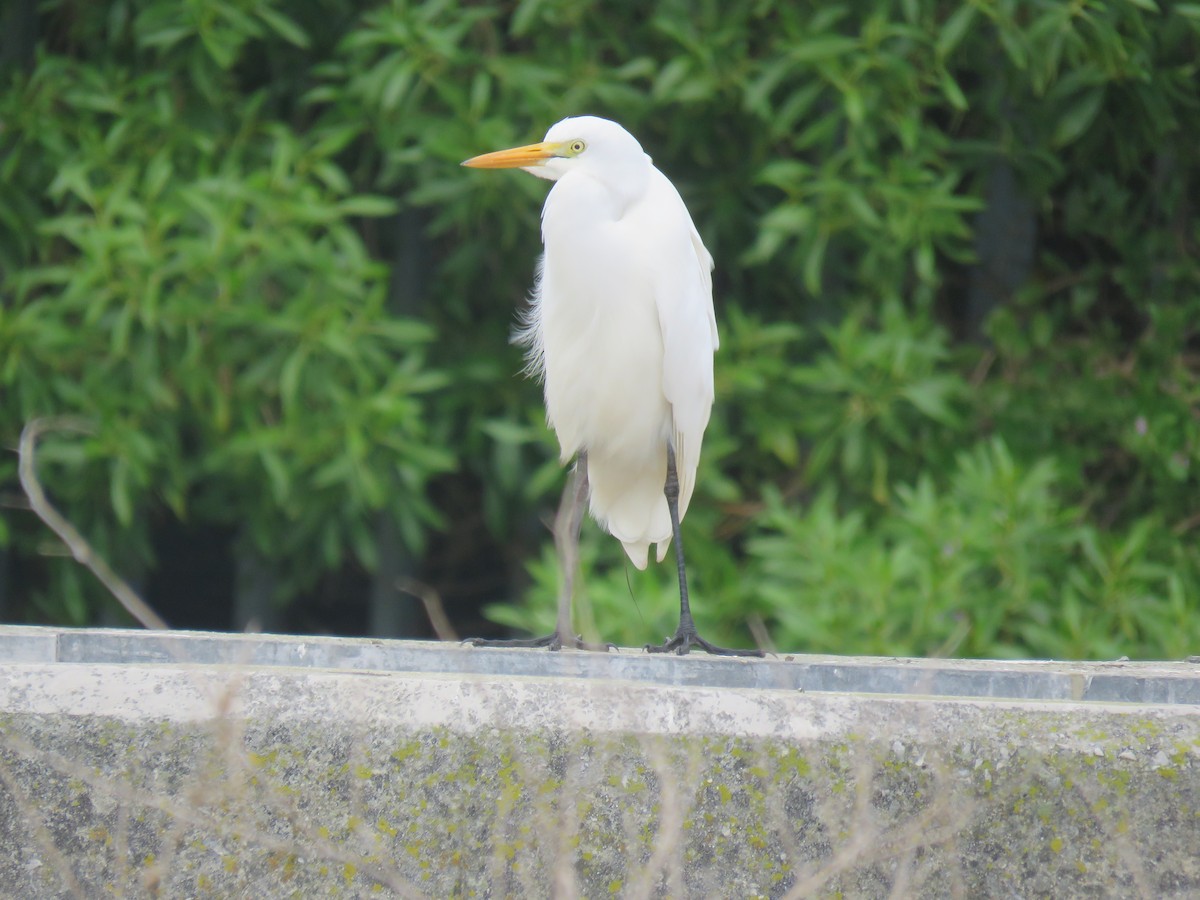 Western Cattle-Egret - ML636813341