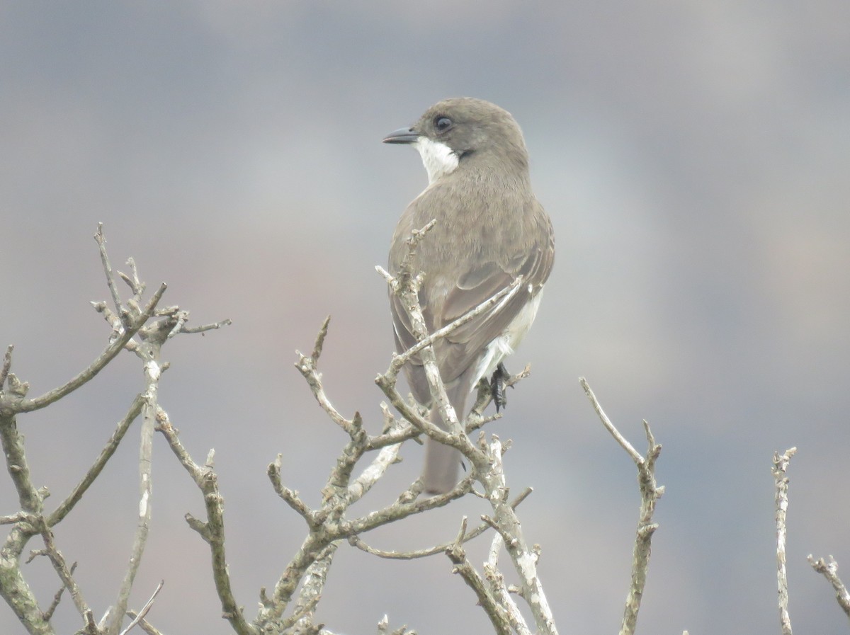 Fiscal Flycatcher - ML636813344