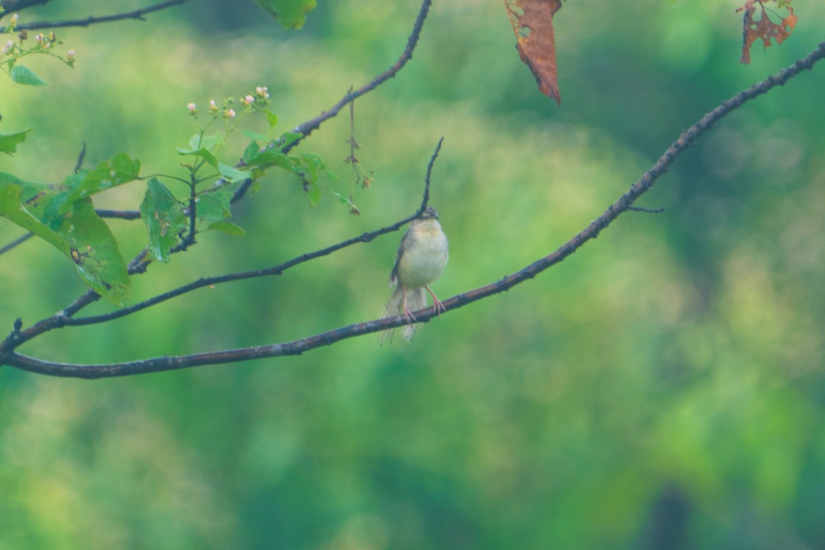Brown Prinia - ML636813478