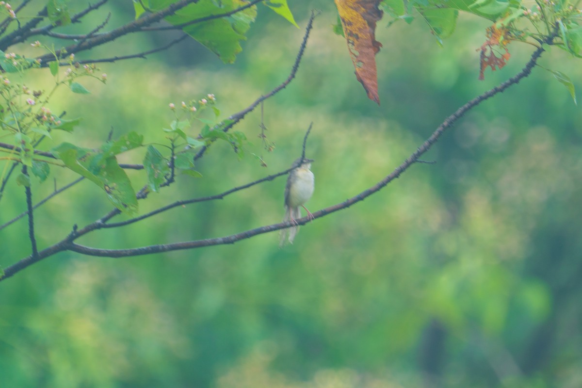 Brown Prinia - ML636813479
