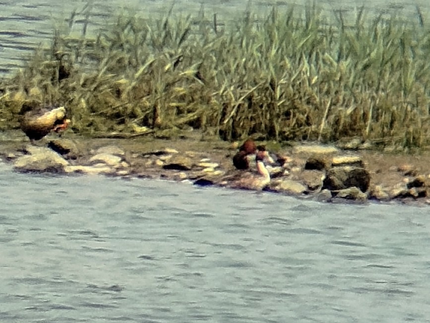 polák velký - ML636813498