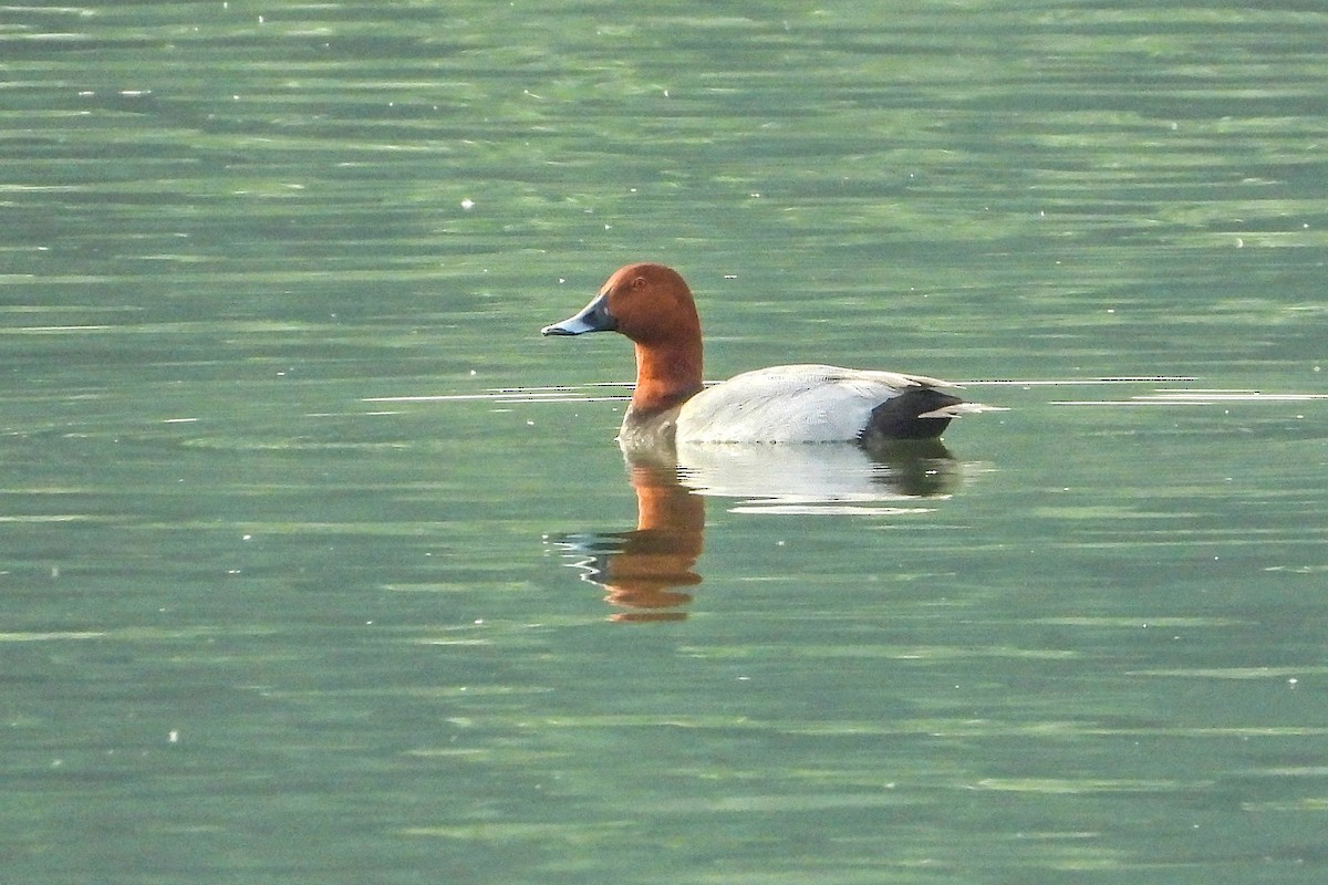 polák velký - ML636813500