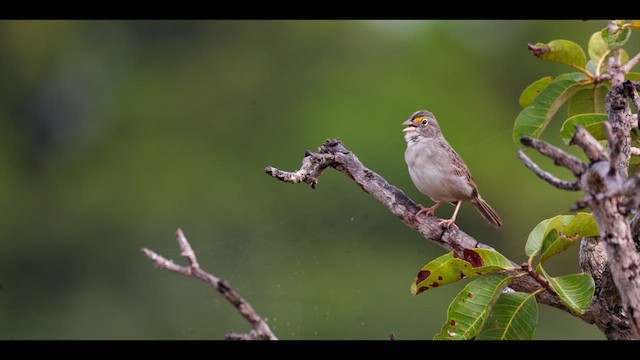 Bruant des savanes - ML636813531