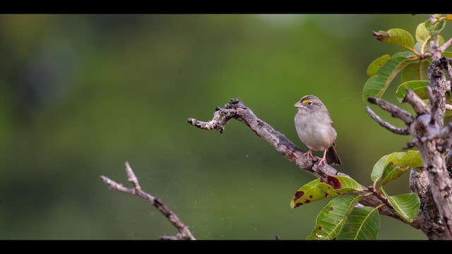 Bruant des savanes - ML636813534