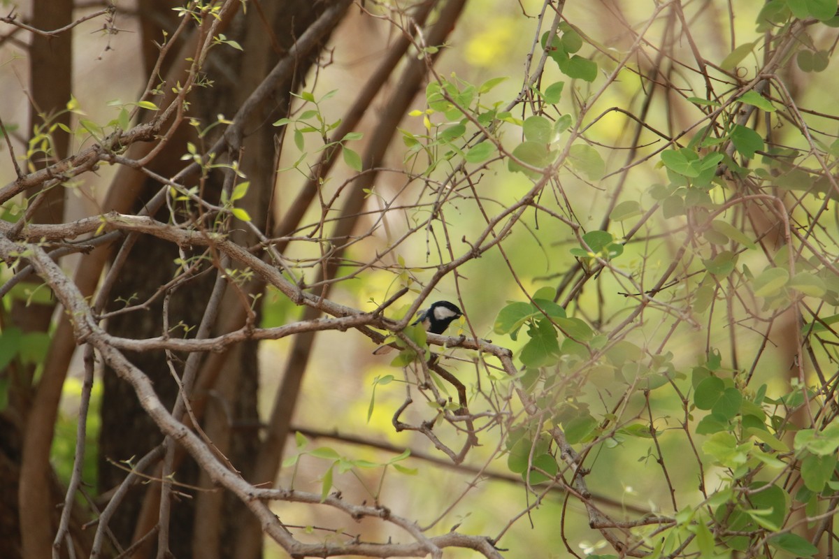 Asian Tit (Cinereous) - ML636813583