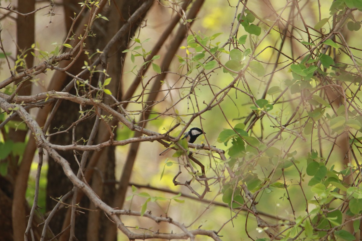 Asian Tit (Cinereous) - ML636813584