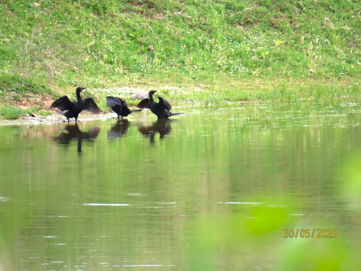 Pygmy Cormorant - ML636813590