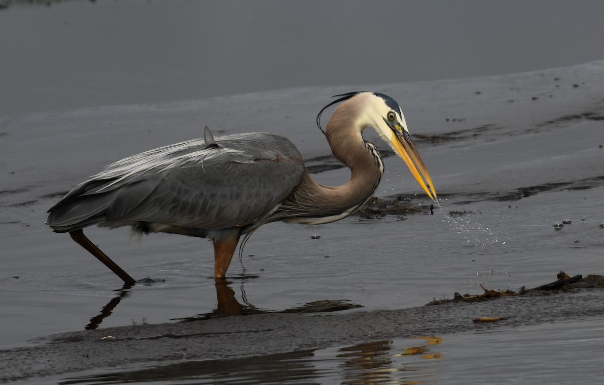 Great Blue Heron - ML636813625