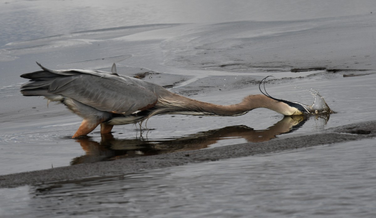 Great Blue Heron - ML636813626
