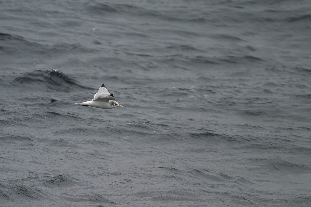 Black-legged Kittiwake - ML636813682