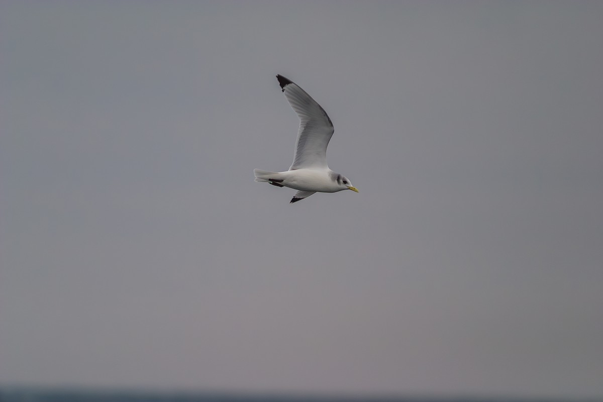 Black-legged Kittiwake - ML636813683