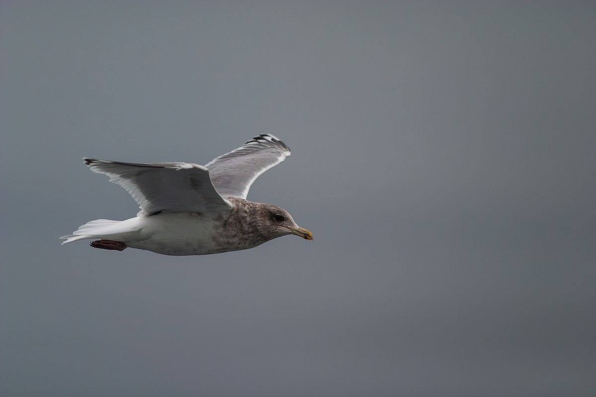 Iceland Gull (Thayer's) - ML636813685