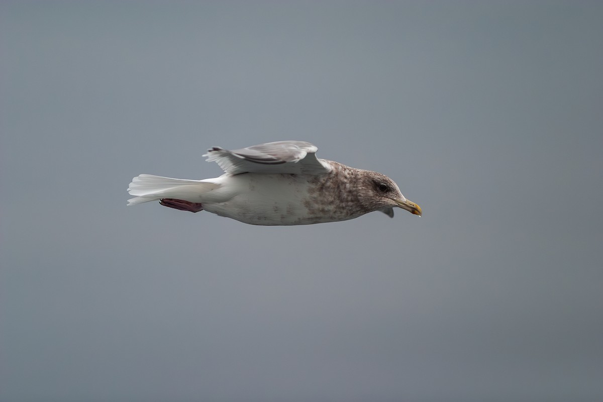 Iceland Gull (Thayer's) - ML636813686