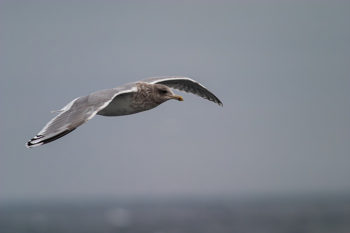 Iceland Gull (Thayer's) - ML636813687