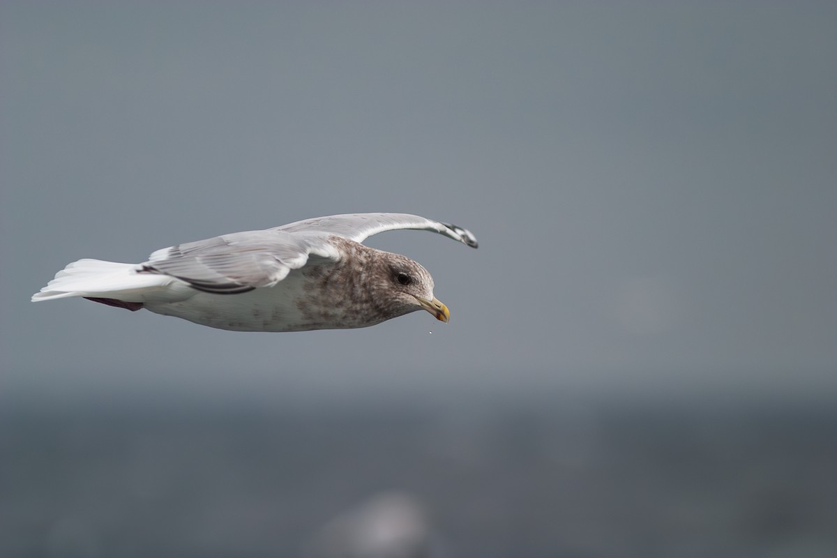 Iceland Gull (Thayer's) - ML636813688