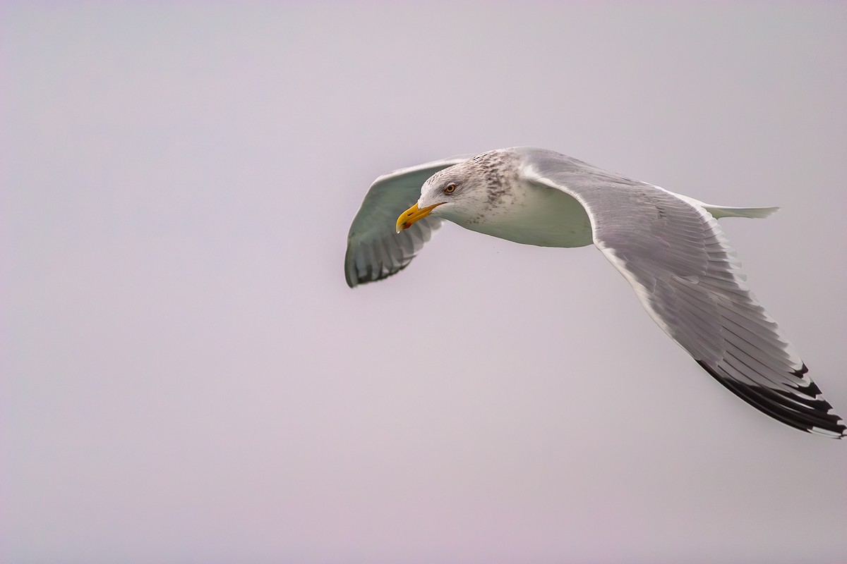American Herring Gull - ML636813689