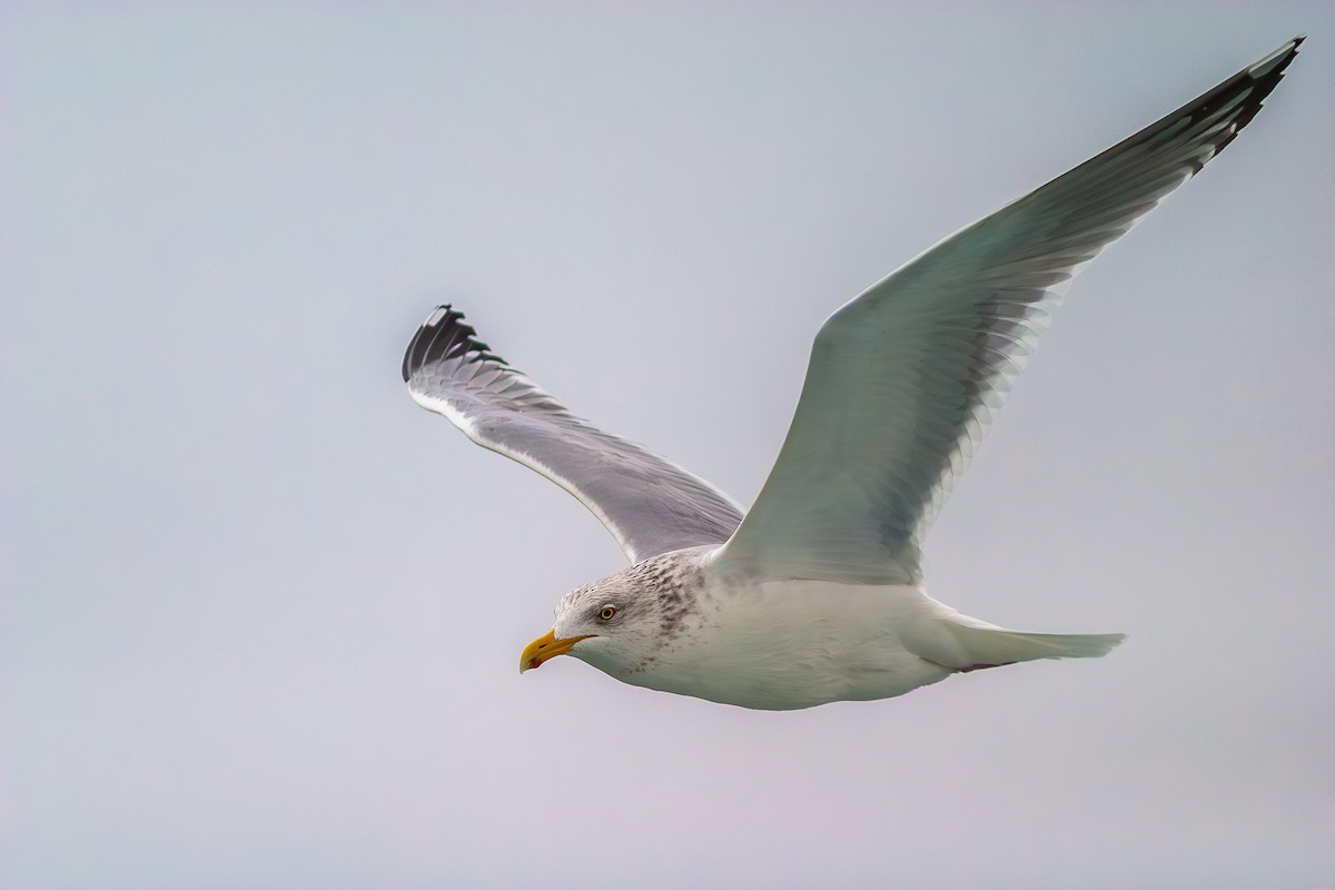 American Herring Gull - ML636813690