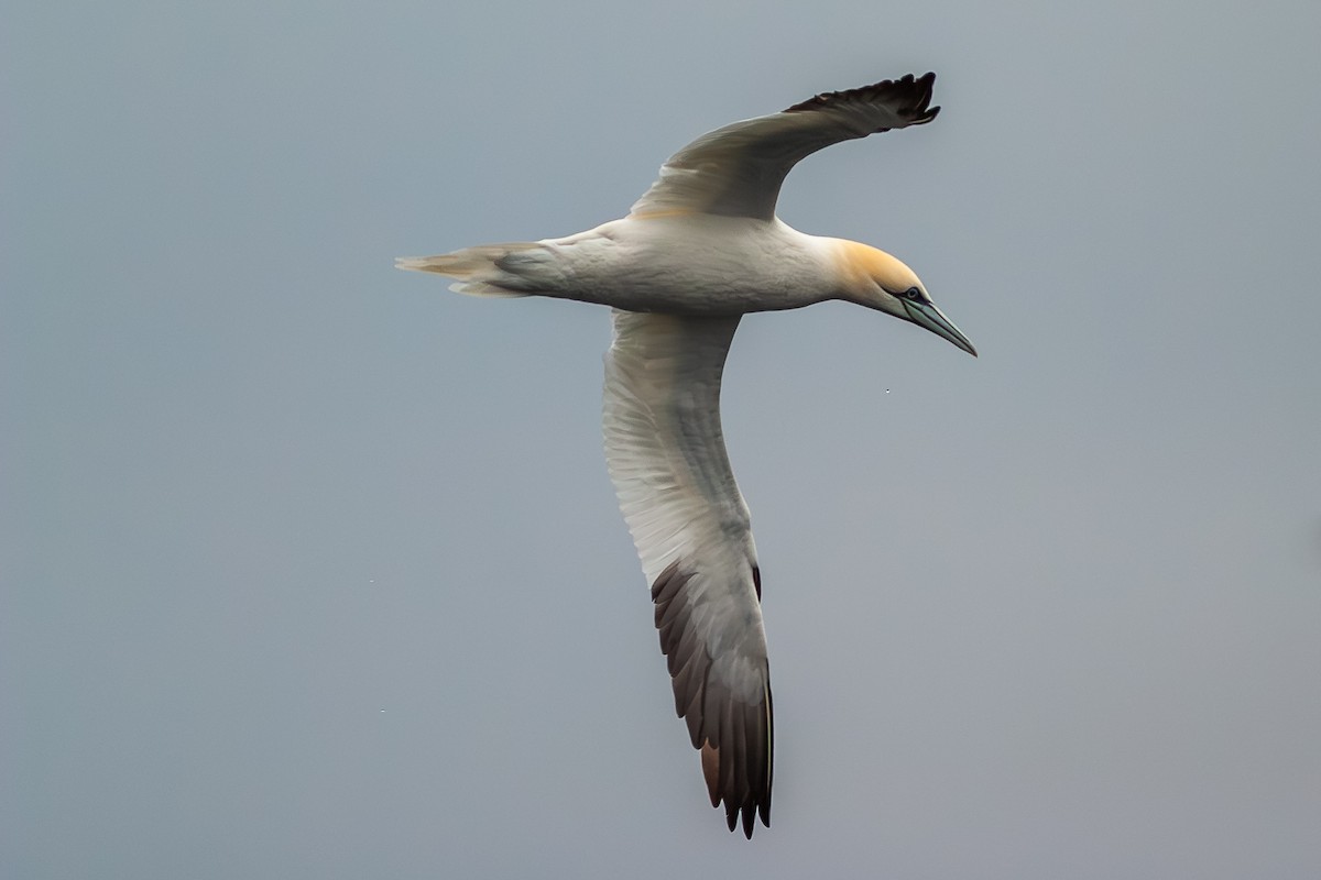 Northern Gannet - ML636813692