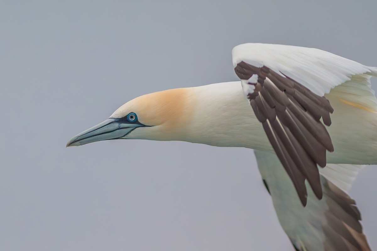 Northern Gannet - ML636813693