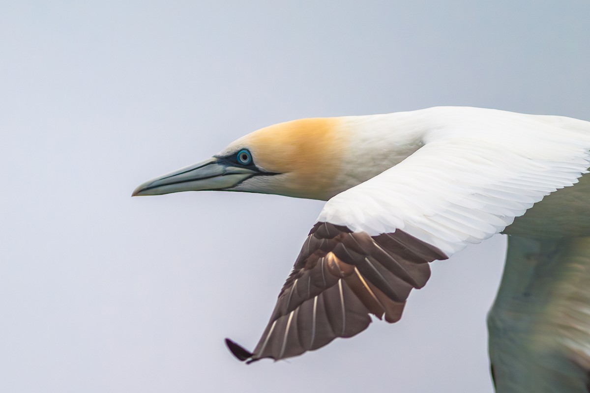 Northern Gannet - ML636813694