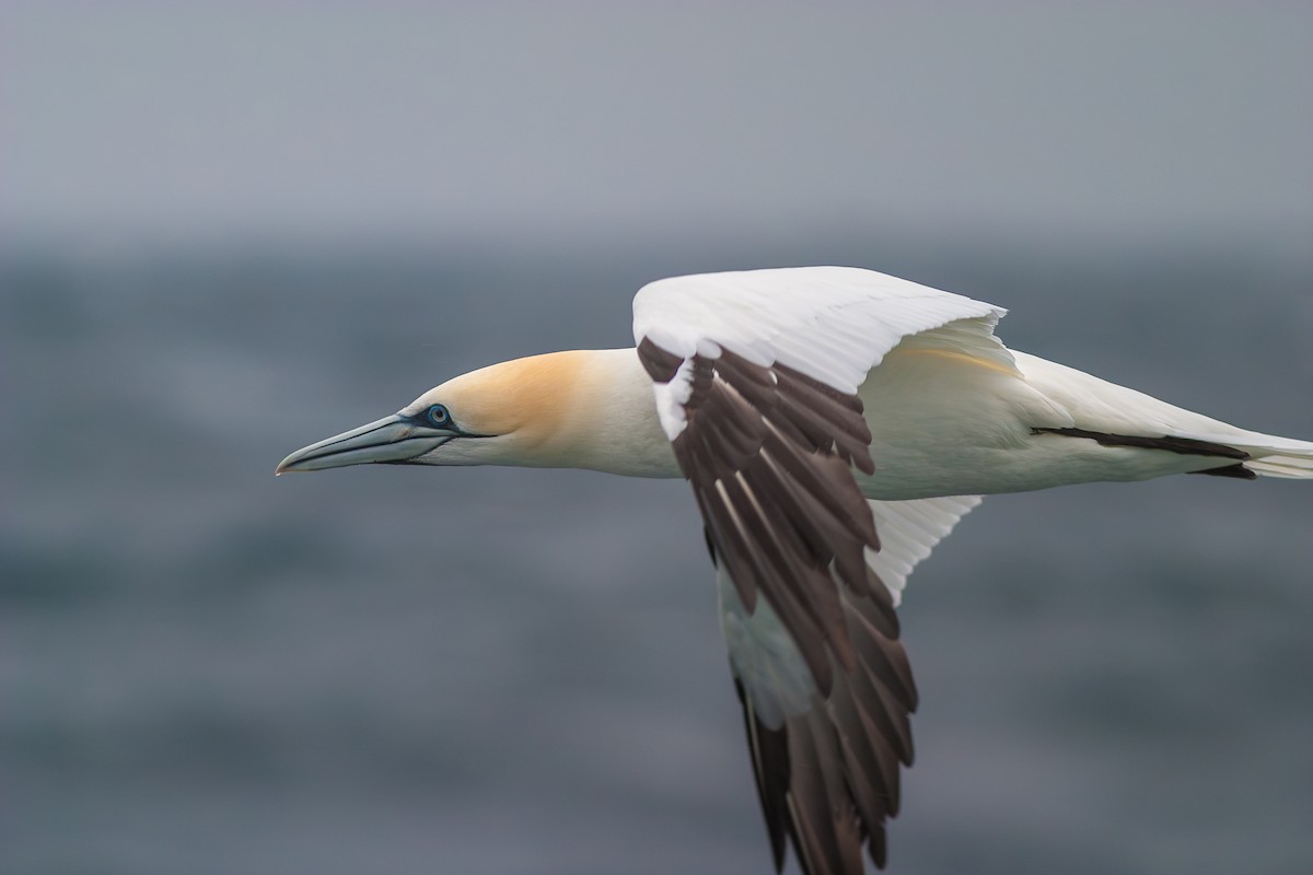 Northern Gannet - ML636813695