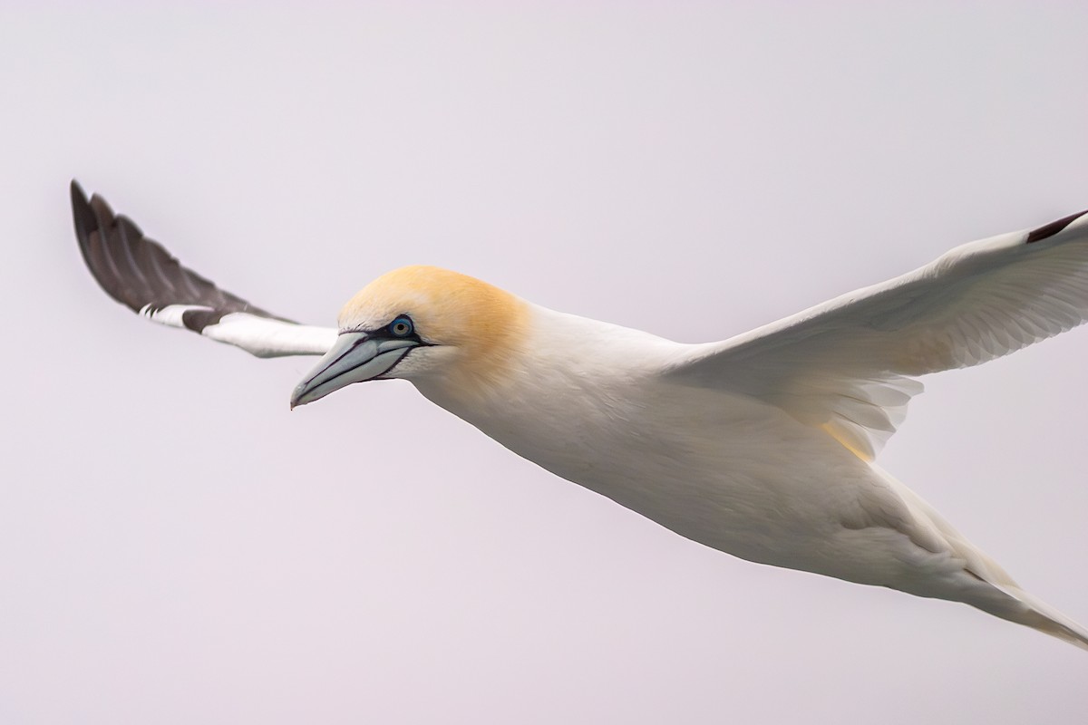 Northern Gannet - ML636813696