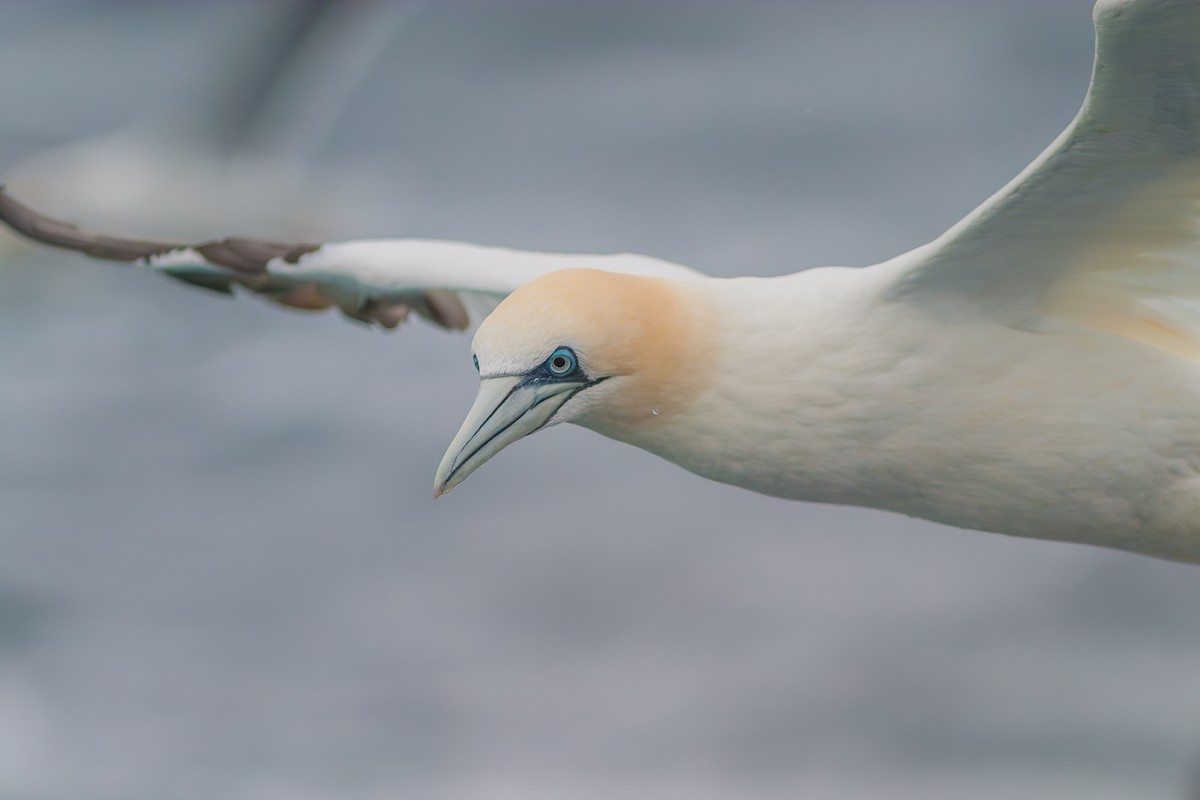Northern Gannet - ML636813697