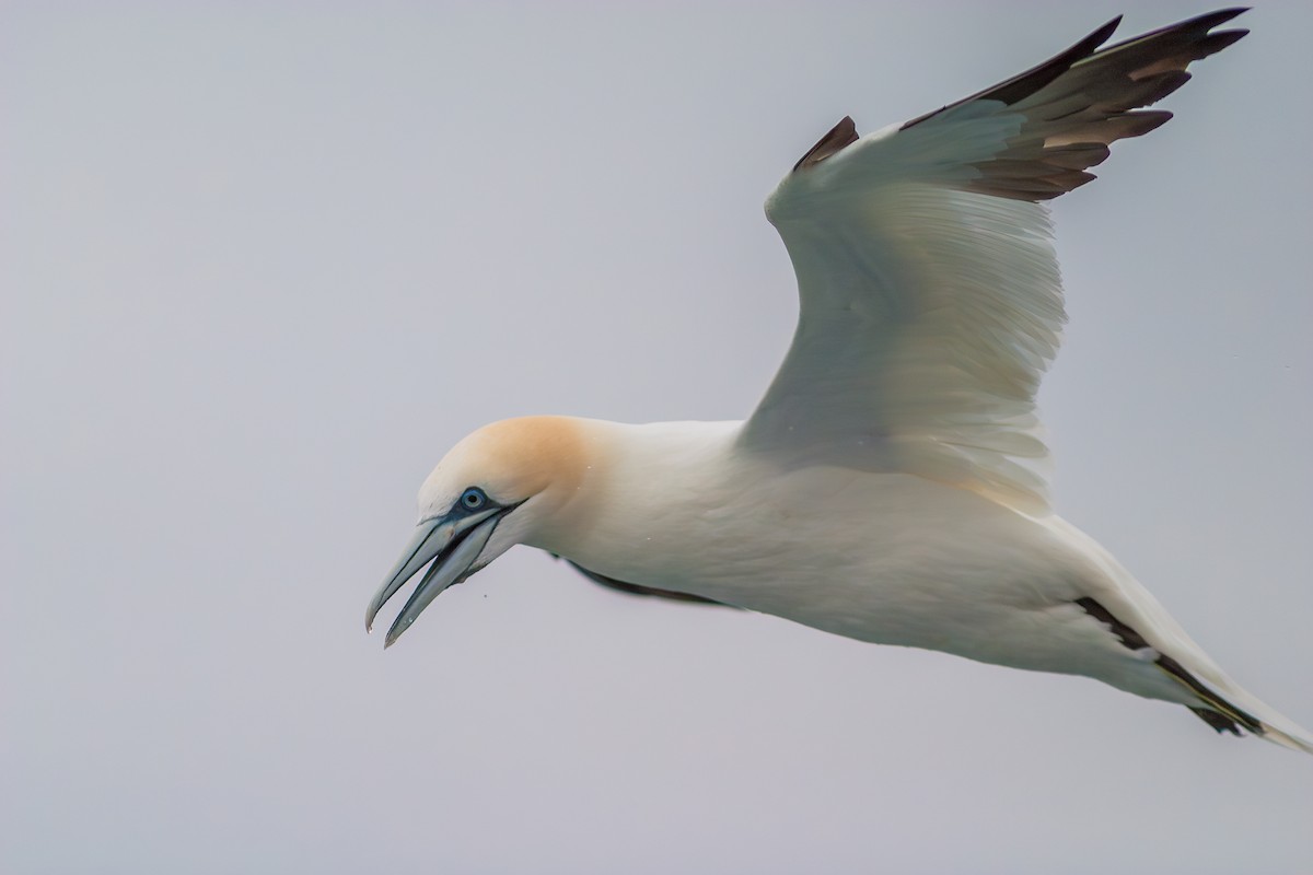 Northern Gannet - ML636813698