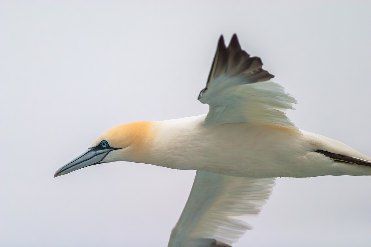 Northern Gannet - ML636813699