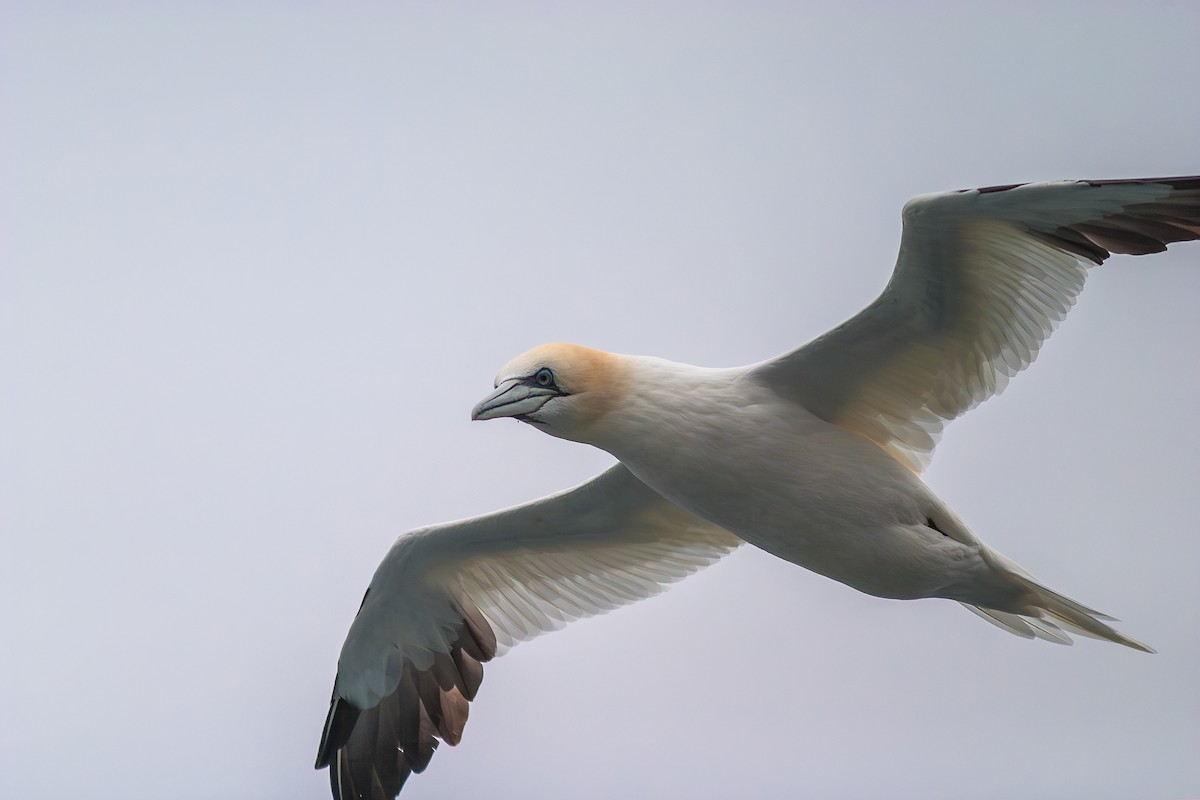 Northern Gannet - ML636813700