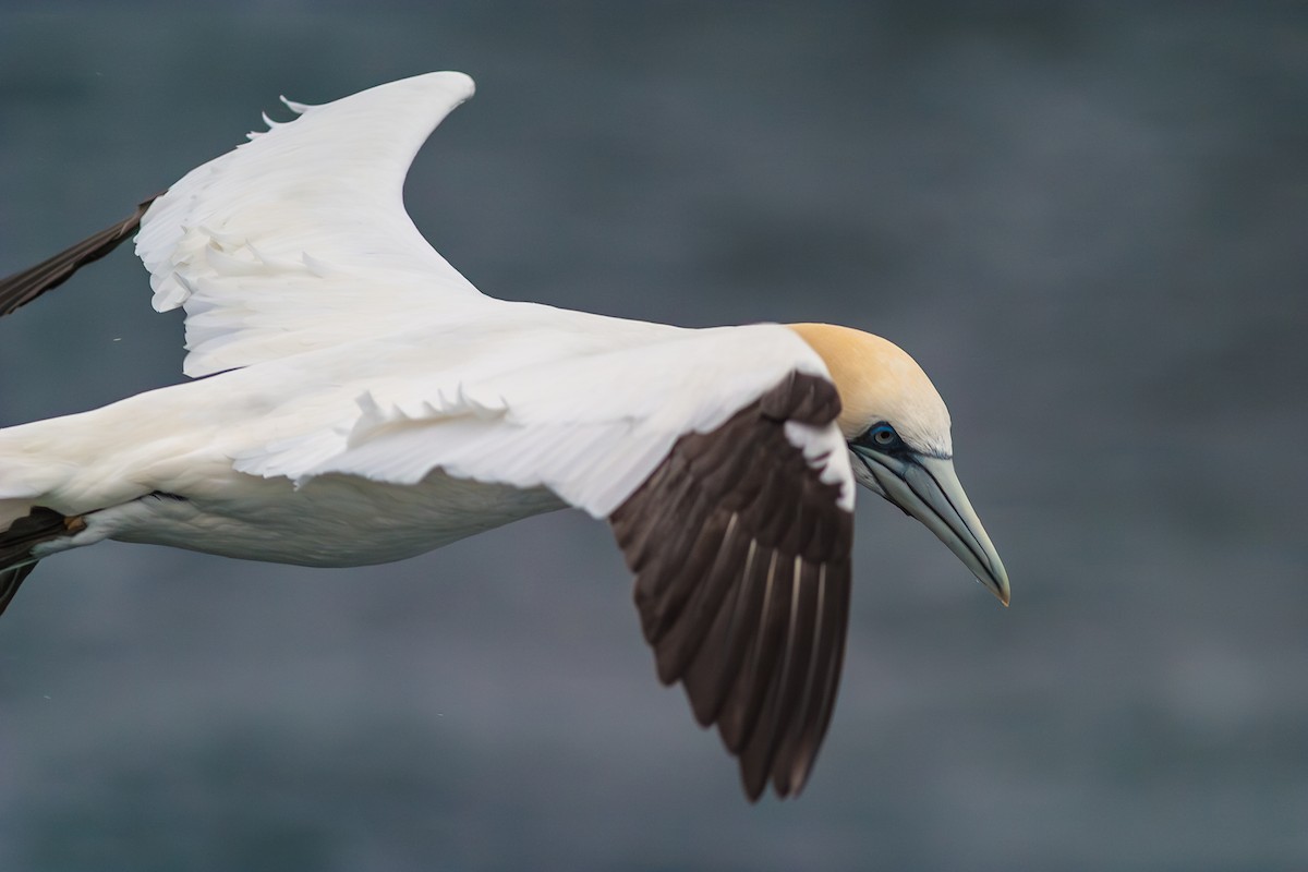 Northern Gannet - ML636813701