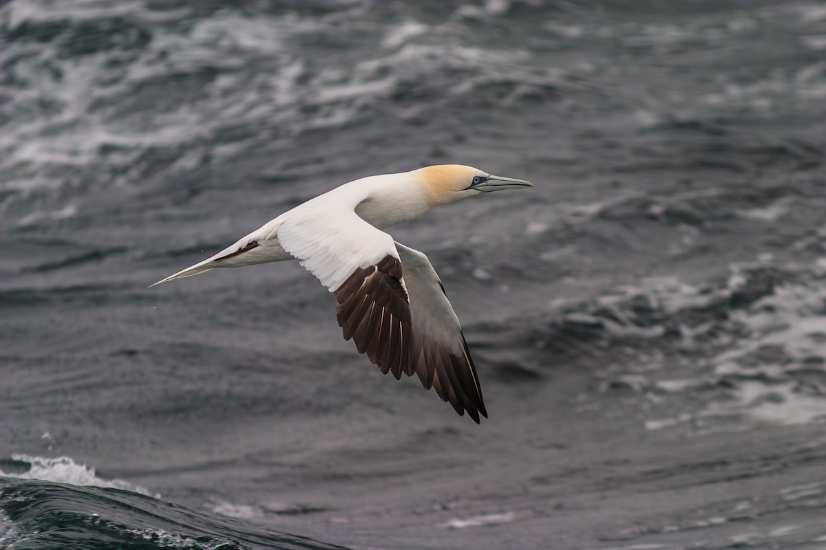 Northern Gannet - ML636813702