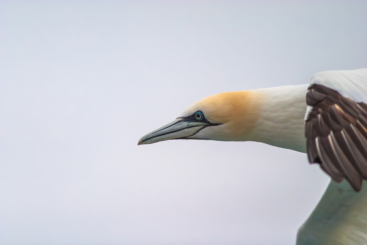 Northern Gannet - ML636813703