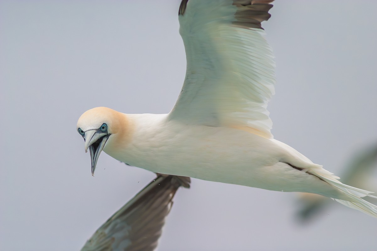 Northern Gannet - ML636813704