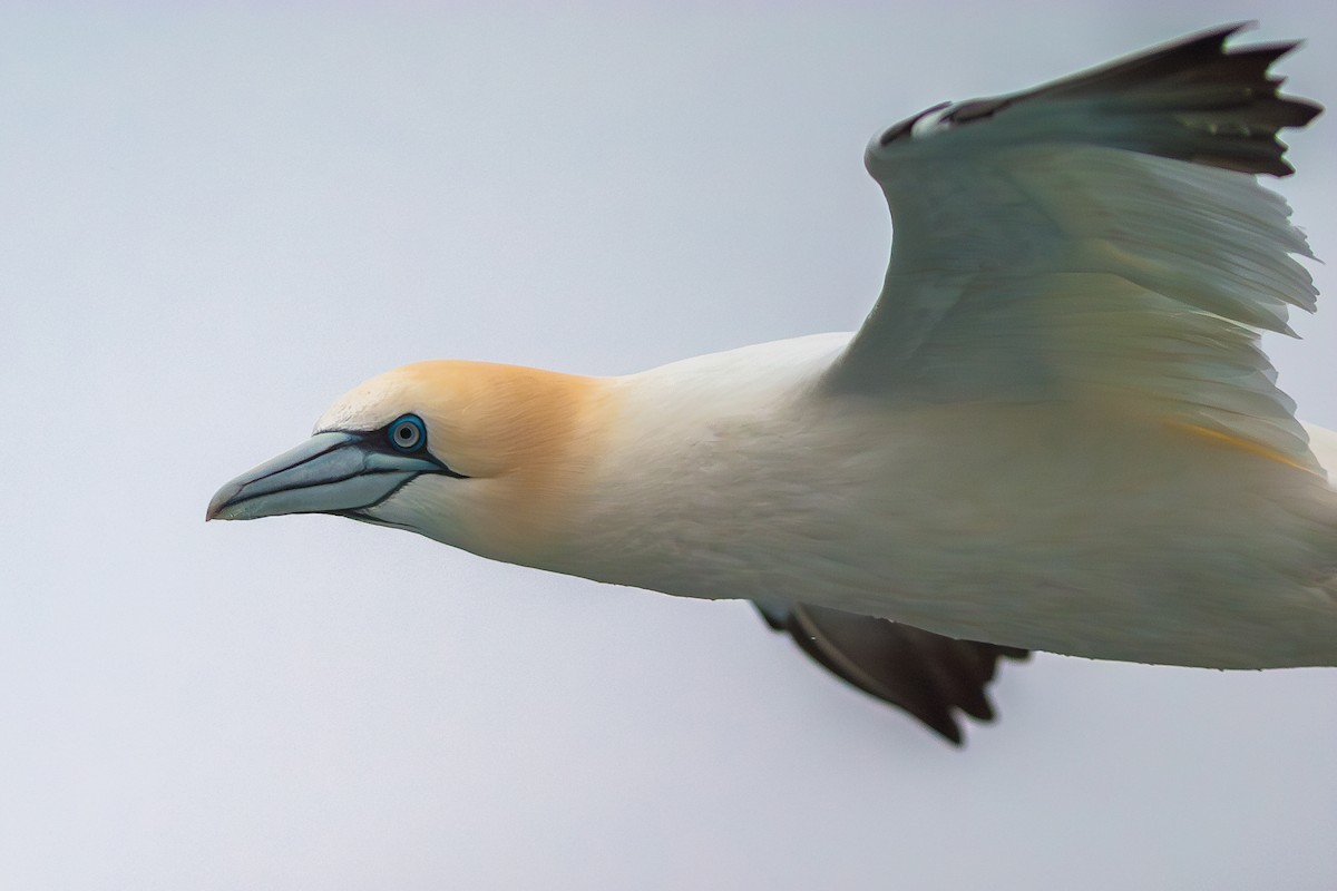 Northern Gannet - ML636813705