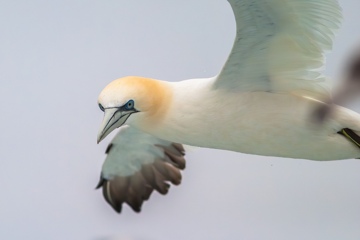 Northern Gannet - ML636813706
