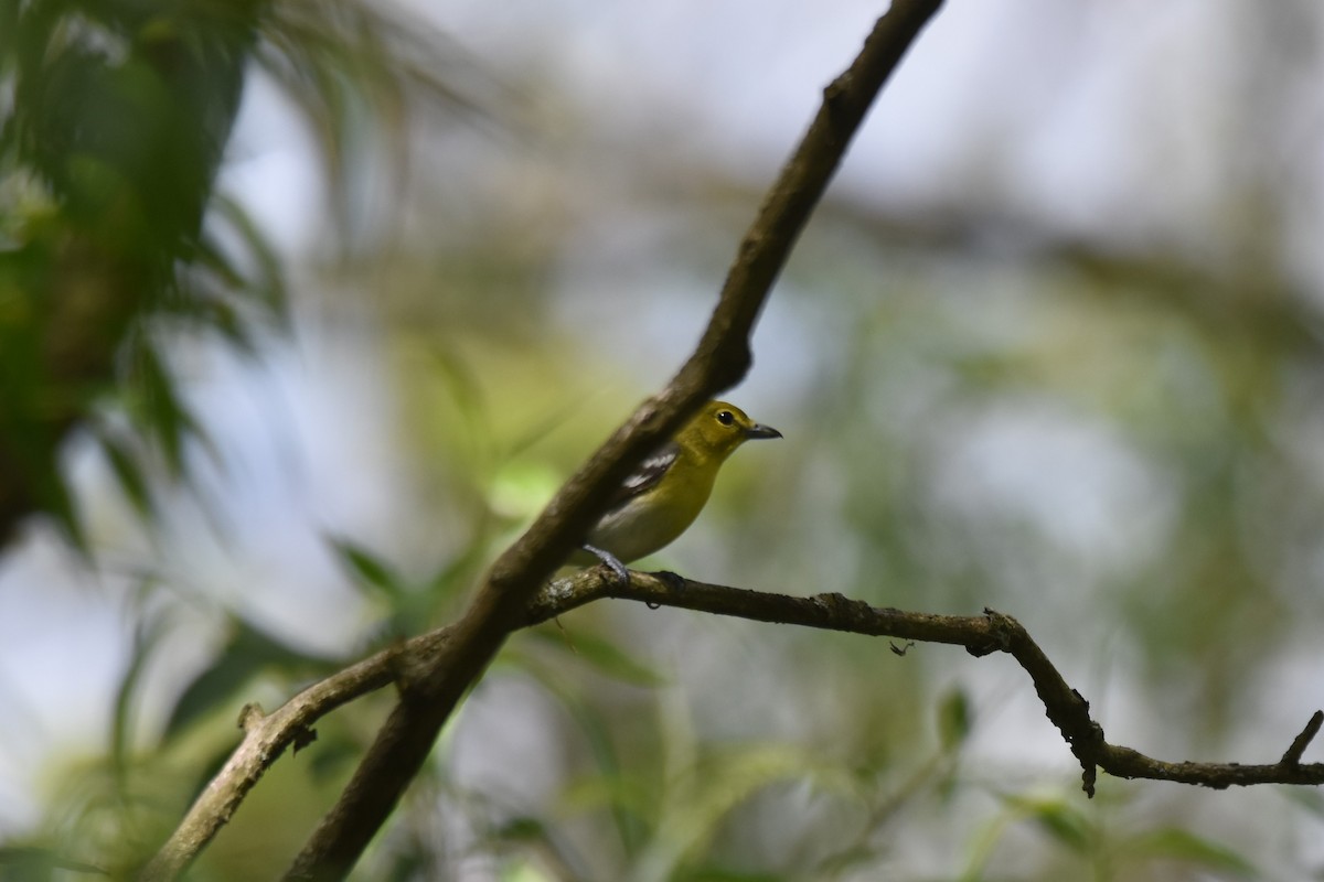 Yellow-throated Vireo - ML636813815