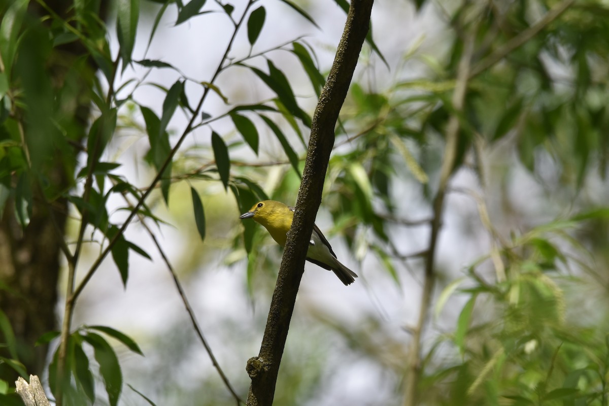 Yellow-throated Vireo - ML636813816