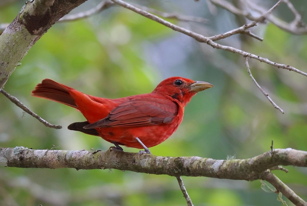 Summer Tanager - ML636813842