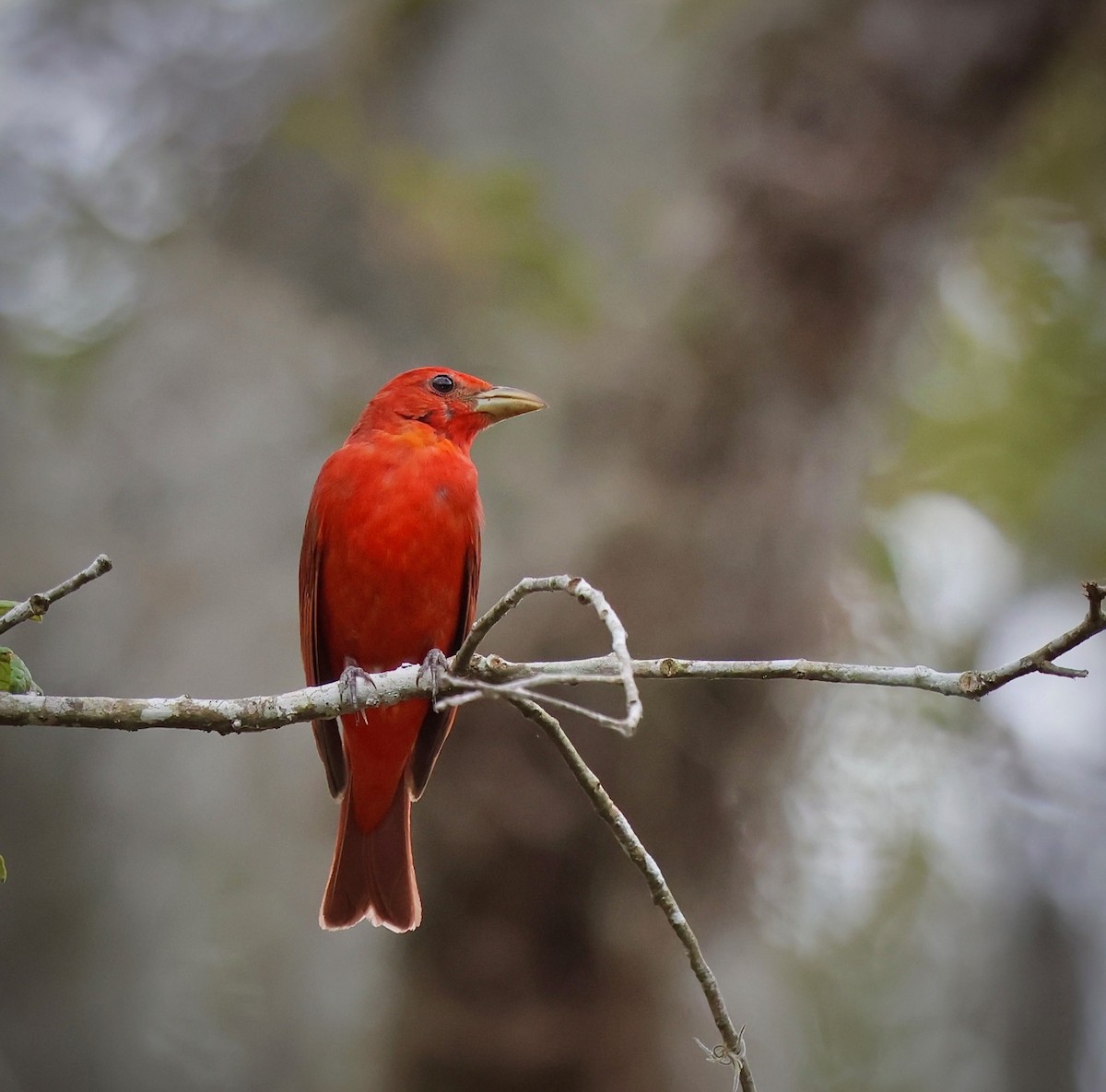 Summer Tanager - ML636813843