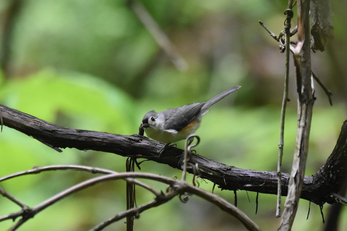 Tufted Titmouse - ML636813845