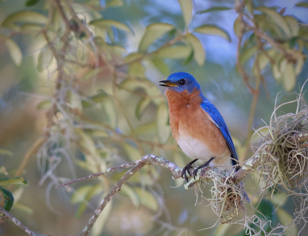 Eastern Bluebird - ML636813846