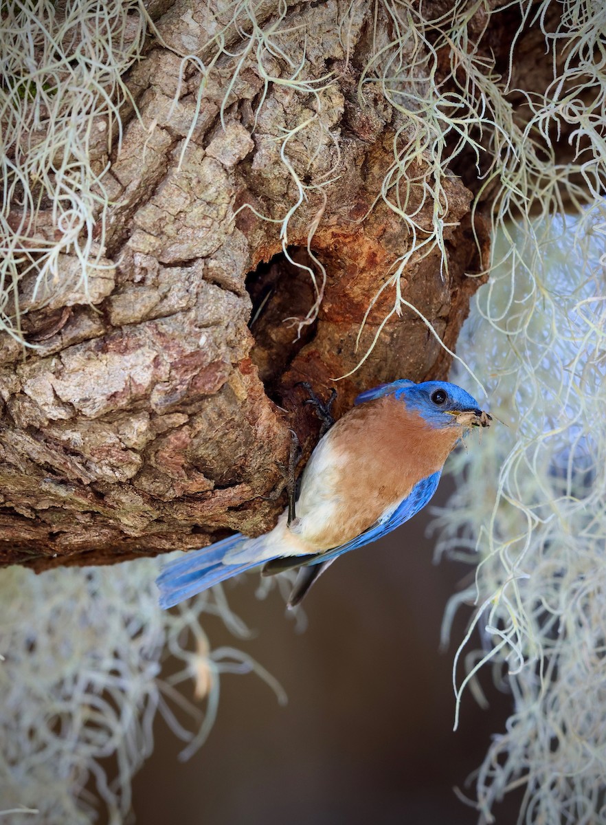 Eastern Bluebird - ML636813847