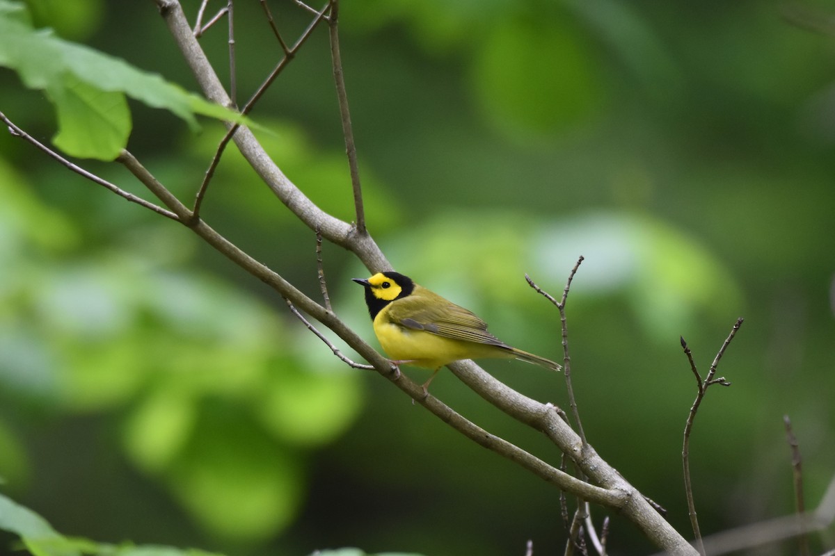 Hooded Warbler - ML636813865