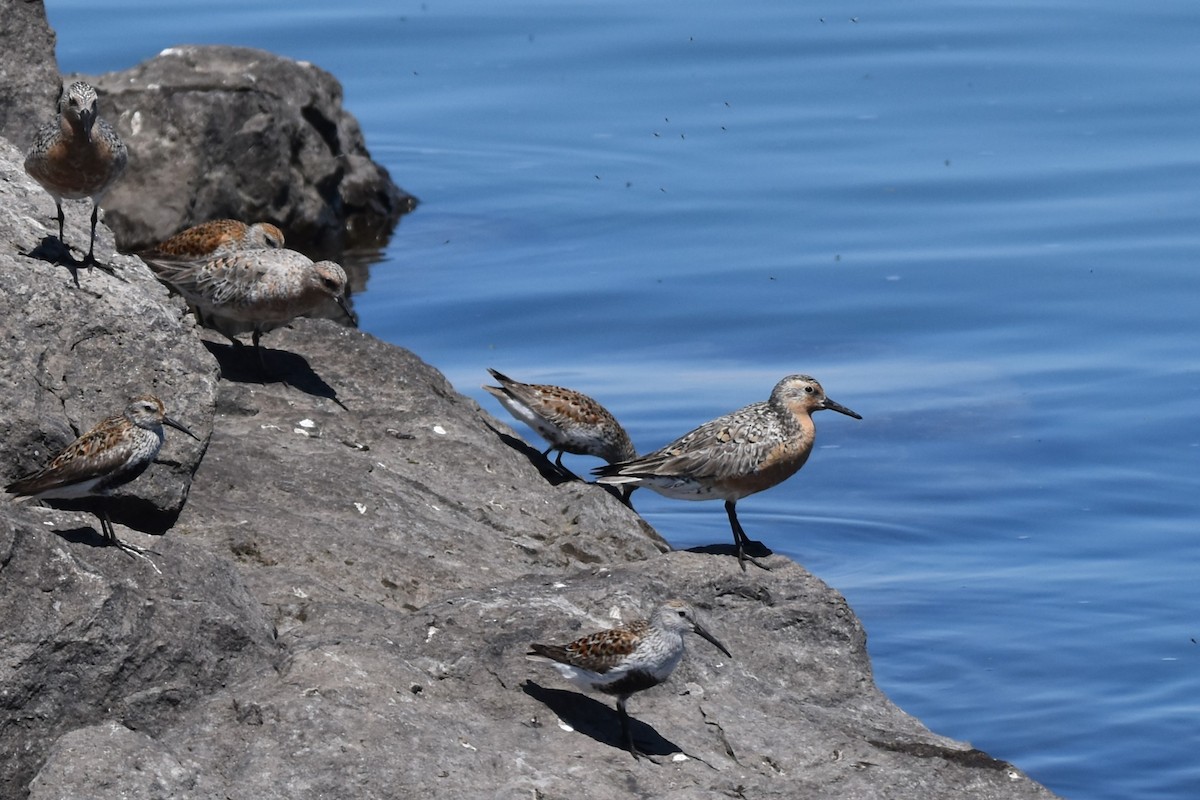 Piovanello maggiore - ML636813885