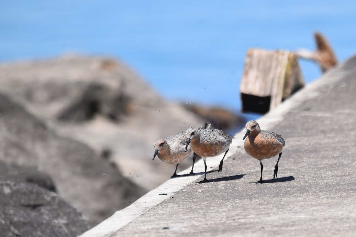 Piovanello maggiore - ML636813886