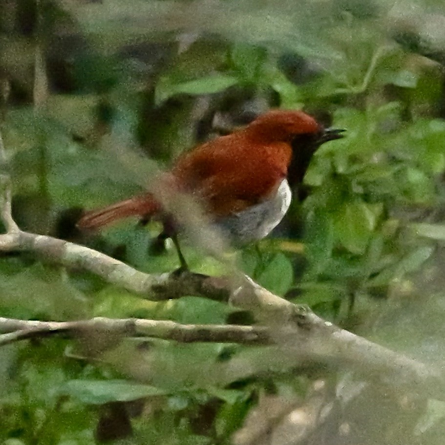 Okinawa Robin - ML636813936