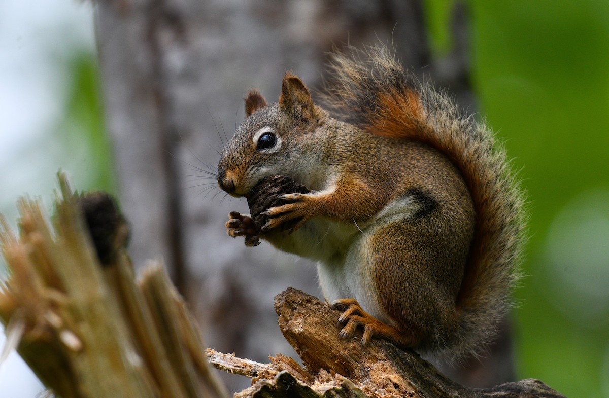 American Red Squirrel - ML636813945
