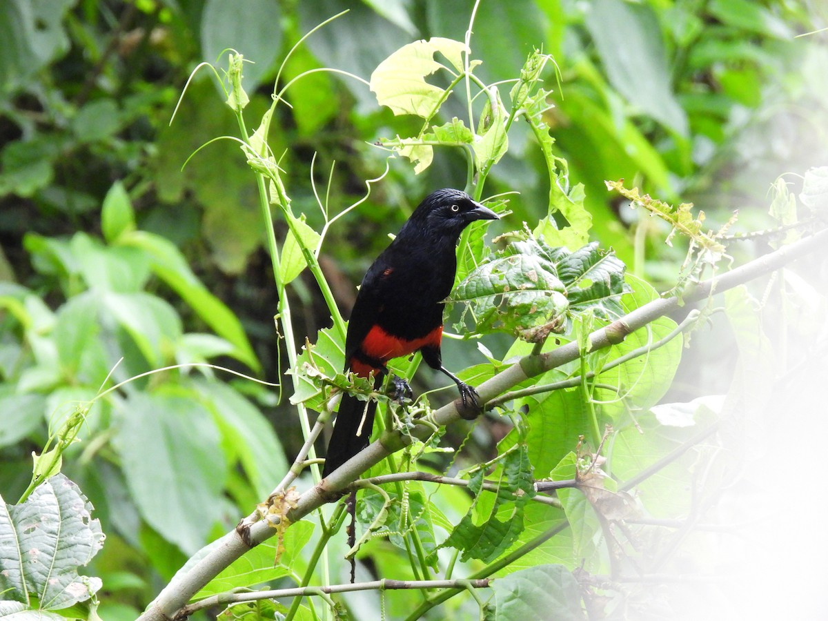 Red-bellied Grackle - ML636814038